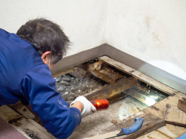 Best Mold Remediation for Specific Building Types in Woodcliff Lake, NJ