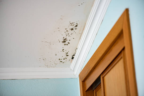 Best DIY Mold Remediation Support Services in Woodcliff Lake, NJ