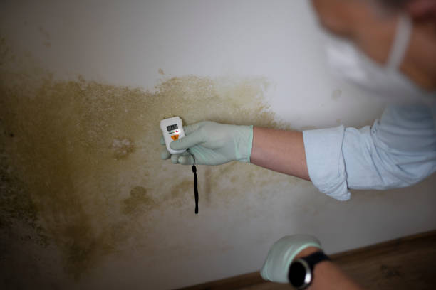 Best Residential Mold Remediation in Woodcliff Lake, NJ