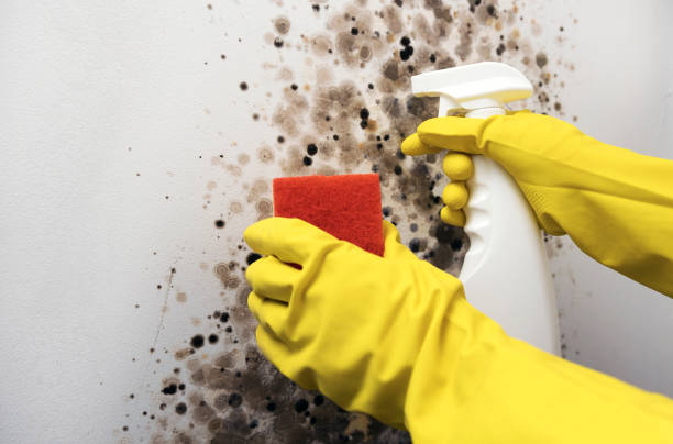 Best Insurance-Related Mold Remediation in Woodcliff Lake, NJ