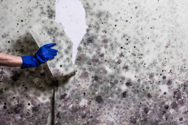 Trusted Woodcliff Lake, NJ Mold Remediation Experts