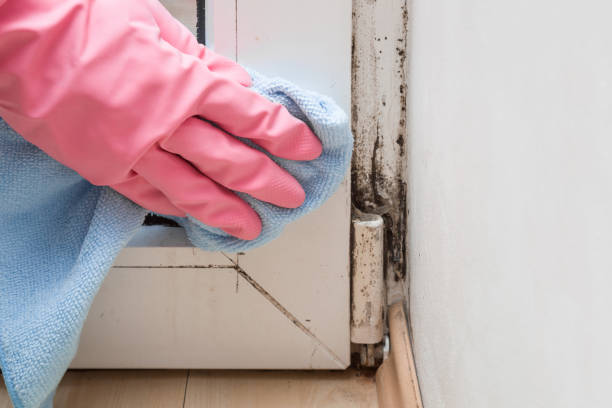 Best Commercial Mold Remediation in Woodcliff Lake, NJ