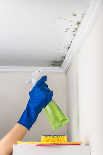 Best Black Mold Remediation in Woodcliff Lake, NJ