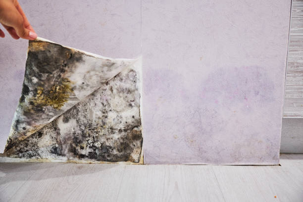 Best Preventive Mold Services in Woodcliff Lake, NJ